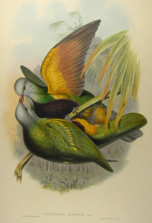 John Gould's Birds of Australia